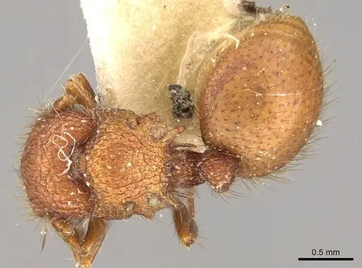 Meranoplus minor - CASENT0914057