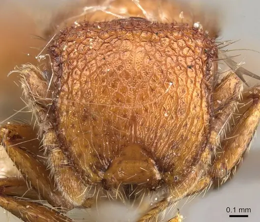 Meranoplus minor - CASENT0914057