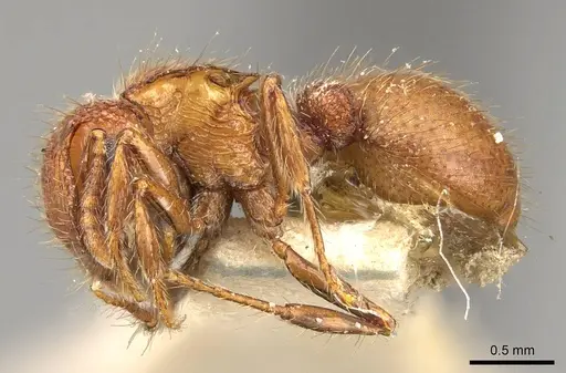 Meranoplus minor - CASENT0914057