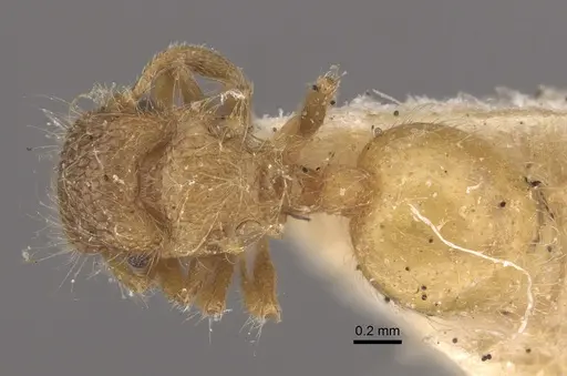 Meranoplus minor - CASENT0917822