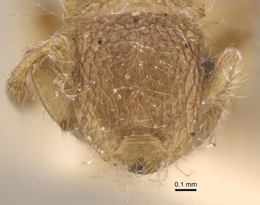 Meranoplus minor - CASENT0917822