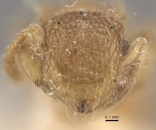 Meranoplus minor - CASENT0917822