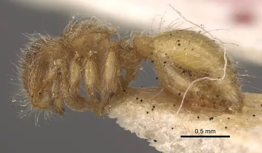 Meranoplus minor - CASENT0917822