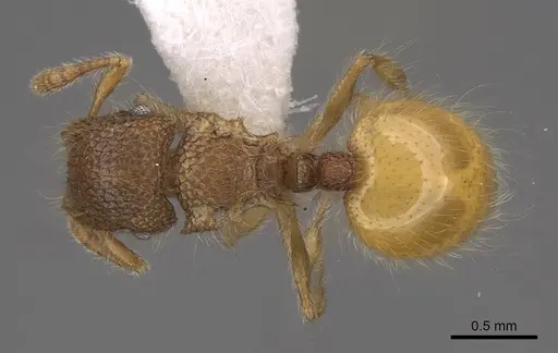 Meranoplus minor - CASENT0922921