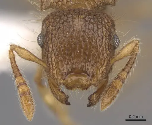 Meranoplus minor - CASENT0922921