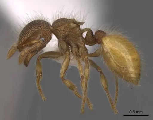 Meranoplus minor - CASENT0922921