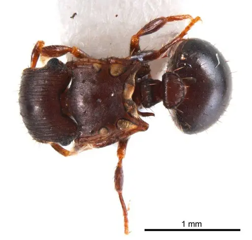 Meranoplus mjobergi specimen