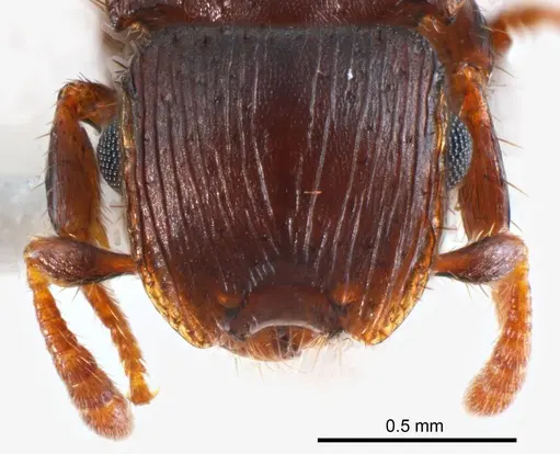 Meranoplus mjobergi specimen