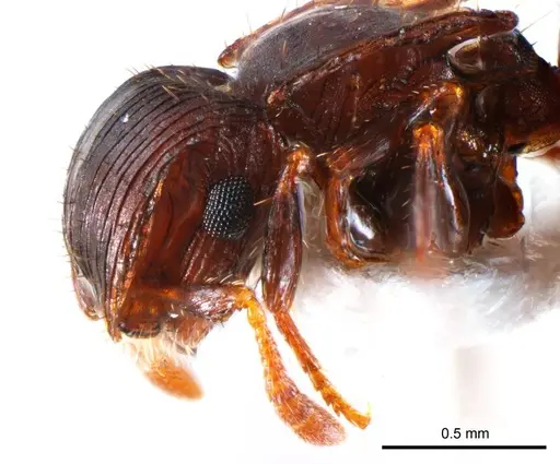 Meranoplus mjobergi specimen