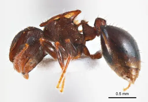 Meranoplus mjobergi - ANTWEB1008669