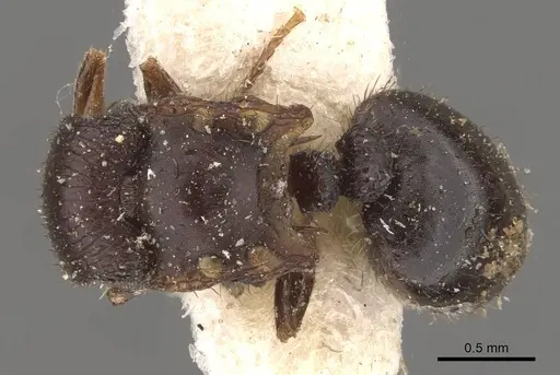 Meranoplus mjobergi - CASENT0908945