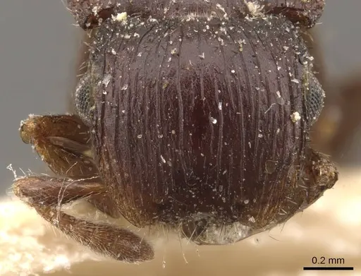 Meranoplus mjobergi - CASENT0908945