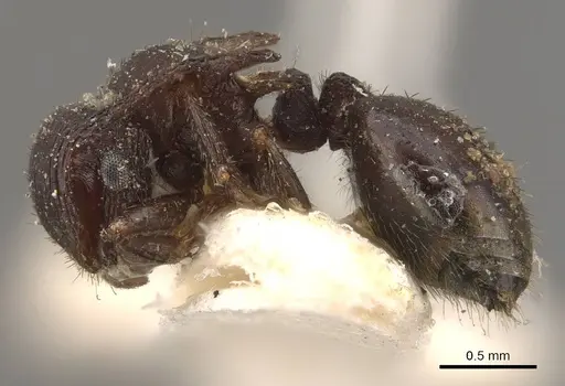 Meranoplus mjobergi - CASENT0908945