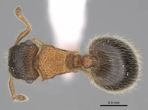 Meranoplus mosalahi specimen