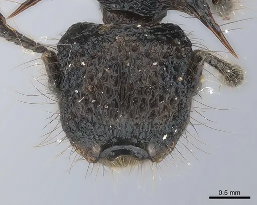 Meranoplus mucronatus specimen