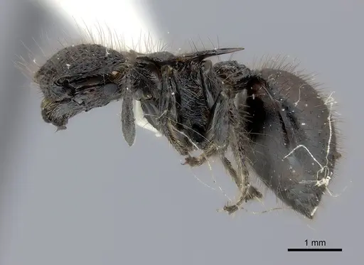 Meranoplus mucronatus specimen