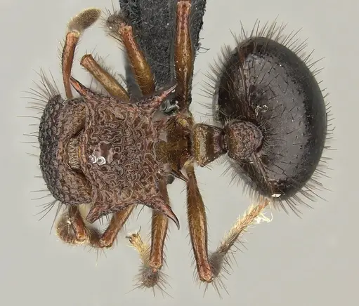 Meranoplus mucronatus - CASENT0270182