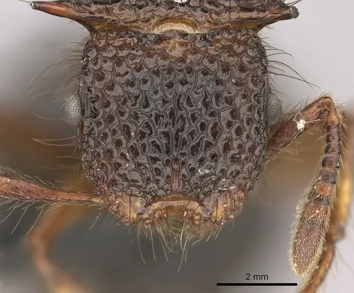 Meranoplus mucronatus - CASENT0270182