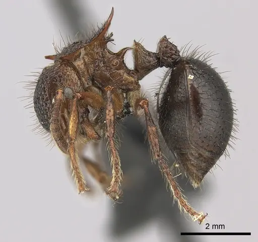 Meranoplus mucronatus - CASENT0270182