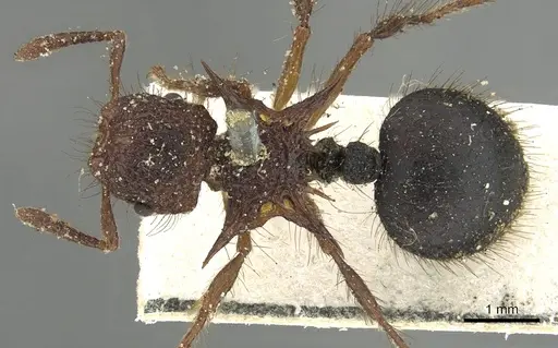 Meranoplus mucronatus - CASENT0902028