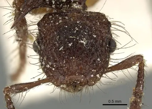 Meranoplus mucronatus - CASENT0902028