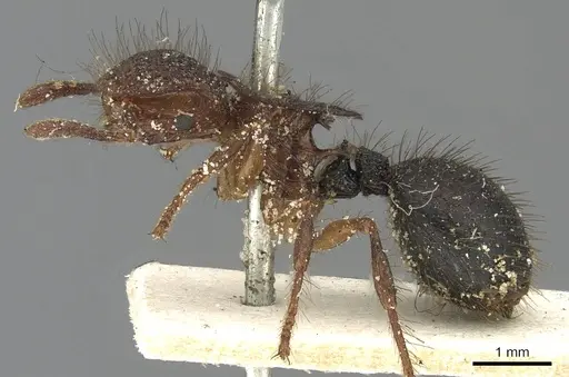 Meranoplus mucronatus - CASENT0902028