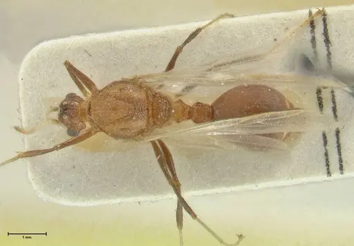 Meranoplus mucronatus - FOCOL1932