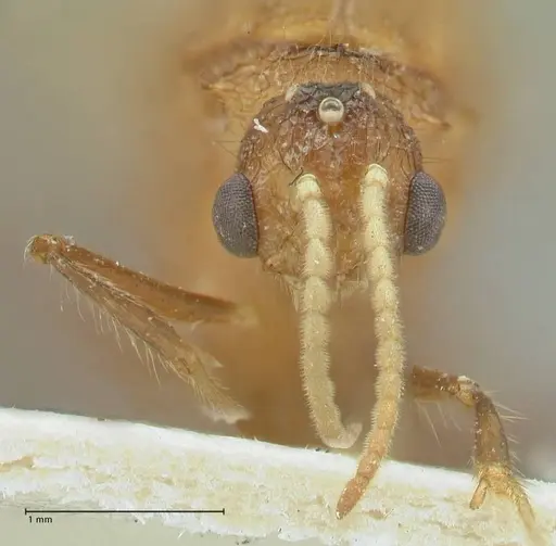 Meranoplus mucronatus - FOCOL1932