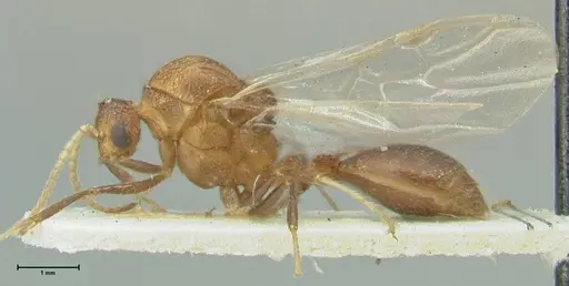 Meranoplus mucronatus - FOCOL1932