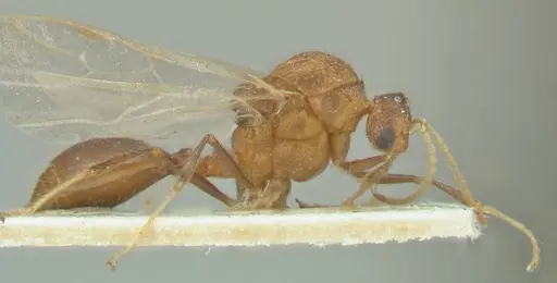 Meranoplus mucronatus - FOCOL1932