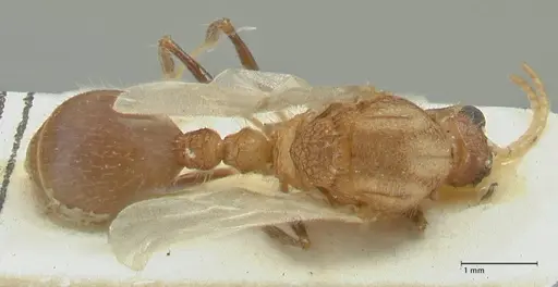 Meranoplus mucronatus - FOCOL1933