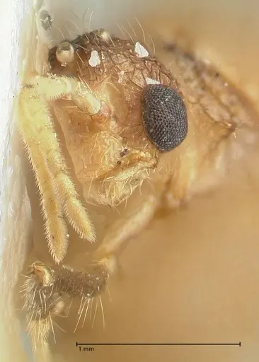 Meranoplus mucronatus - FOCOL1933