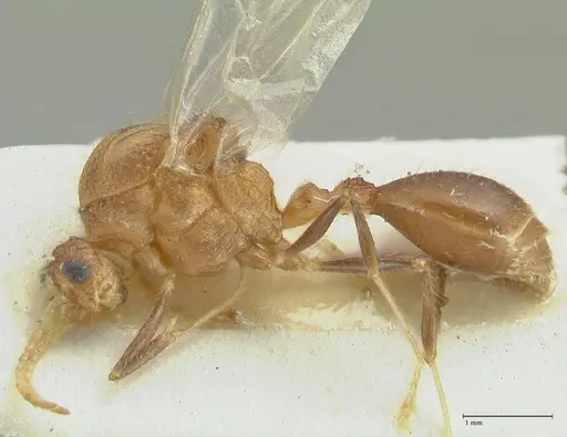 Meranoplus mucronatus - FOCOL1933