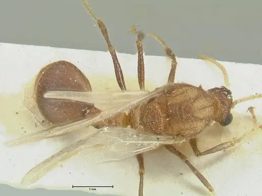 Meranoplus mucronatus - FOCOL1934