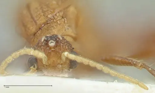 Meranoplus mucronatus - FOCOL1934