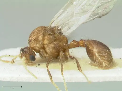 Meranoplus mucronatus - FOCOL1934