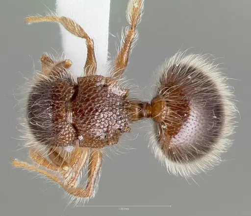 Meranoplus nanus specimen