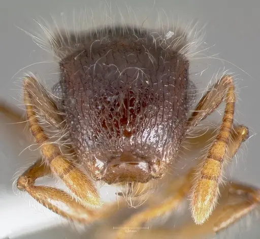 Meranoplus nanus specimen