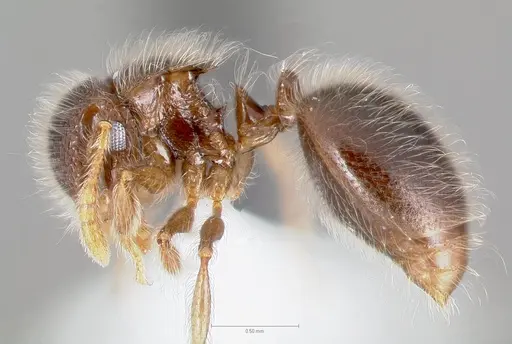 Meranoplus nanus specimen
