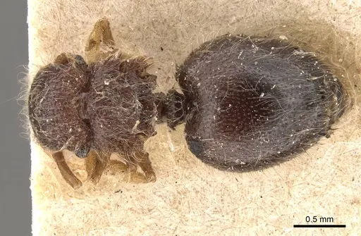 Meranoplus nanus - CASENT0908928