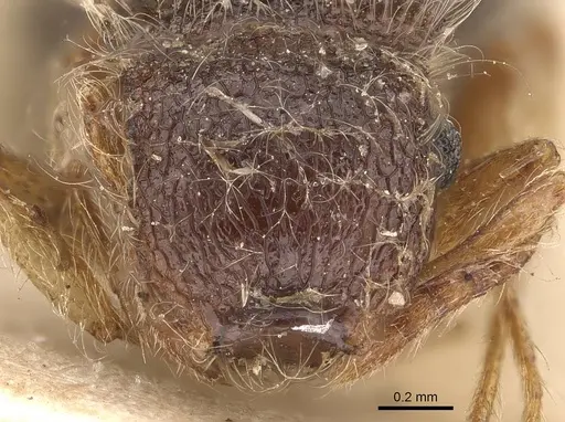 Meranoplus nanus - CASENT0908928