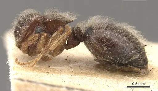 Meranoplus nanus - CASENT0908928