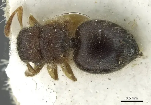 Meranoplus nanus - CASENT0913652