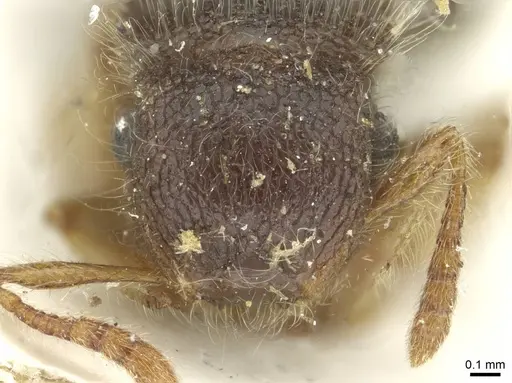 Meranoplus nanus - CASENT0913652