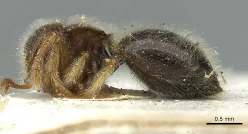 Meranoplus nanus - CASENT0913652