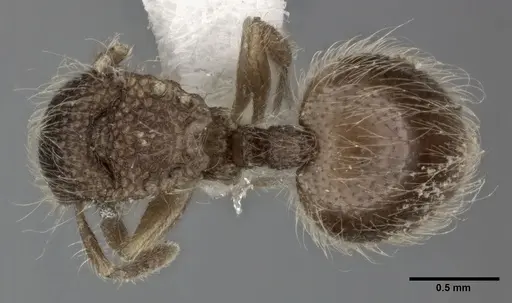 Meranoplus nepalensis specimen