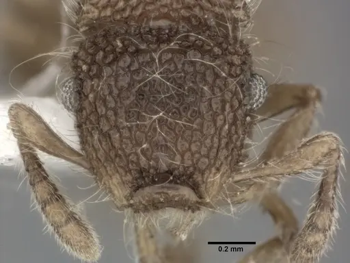 Meranoplus nepalensis specimen