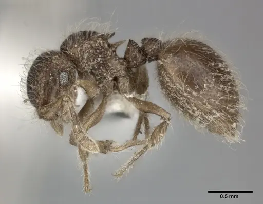 Meranoplus nepalensis specimen