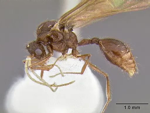 Meranoplus niger specimen