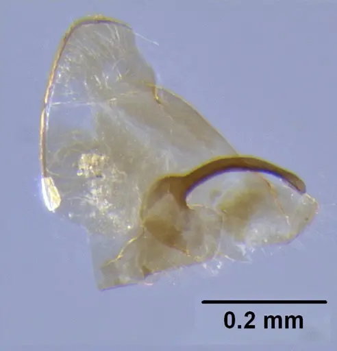 Meranoplus niger - CASENT0171193